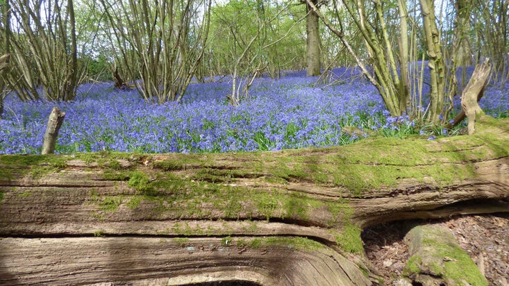Thousands of bluebells flower behind a mossy, fallen tree trunk at Leith Hill, Surrey